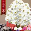 純国産 胡蝶蘭 花持ち長い 大輪 3本立ち 33輪〜 21,000円【白/ピンク系/白赤】 選べる4色 画像配信 蕾 産地温室直送 お祝い プレゼント 花 ギフト 贈り物 母の日ギフト お供え お誕生日 開店祝い 開業祝い 移転祝い 就任祝い 昇進祝い 当選祝い 記念日 当日発送 日本橋 銀座