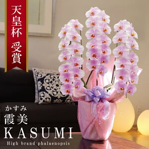 Y Ӓ Ԏ  3{ 36ց` 23,000~y/sNn/ԁz Iׂ4F 摜zM Q Yn j v[g  Mtg 蕨 ̓Mtg  a JXj