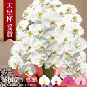 純国産 胡蝶蘭 花持ち長い 大輪 3本立ち 36輪〜 23,000円【白/ピンク系/白赤】 選べる4色 画像配信 蕾 産地温室直送 お祝い プレゼント 花 ギフト 贈り物 母の日ギフト お供え お誕生日 開店祝い 開業祝い 移転祝い 就任祝い 昇進祝い 当選祝い 記念日 当日発送 日本橋 銀座