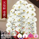 純国産 胡蝶蘭 花持ち長い 大輪 3本立ち 39輪〜 25,000円【白/ピンク系/白赤】 選べる4色 画像配信 蕾 産地温室直送 お祝い プレゼント 花 ギフト 贈り物 母の日ギフト お供え お誕生日 開店祝い 開業祝い 移転祝い 就任祝い 昇進祝い 当選祝い 記念日 当日発送 日本橋 銀座