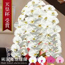 純国産 胡蝶蘭 花持ち長い 大輪3本立ち 42輪〜 27,000円【白/ピンク系/白赤】 選べる4色 画像配信 蕾 産地温室直送 お祝い プレゼント 花 ギフト 贈り物 母の日ギフト お供え お誕生日 開店祝い 開業祝い 移転祝い 就任祝い 昇進祝い 当選祝い 記念日 当日発送 日本橋 銀座