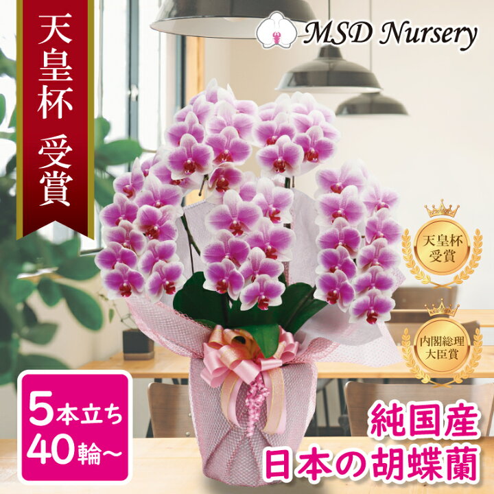 楽天市場 胡蝶蘭 花持ち長い ボリュームup 中輪 5本立ち 40輪 白ピンク グラデーション ヴィーナス 画像配信あり ブランド胡蝶蘭 お祝い プレゼント 花 ギフト 贈り物 お誕生日 長寿祝い 開店祝い 開業祝い 移転祝い 就任祝い 昇進祝い 当選祝い 当日発送 王立園芸