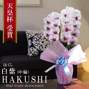 純国産 胡蝶蘭 花持ち長い 中輪 2本立ち 20輪〜 12,800円【白紫(はくし)】白に紫のストライプ 二度咲き プレゼント お祝い 花 母の日ギフト 贈り物 お供え お誕生日 長寿 開店 開業 移転 就任 昇進 当選 洋蘭 ラン コチョウラン 当日発送 記念日 当日発送 日本橋 銀座