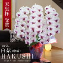 純国産 胡蝶蘭 花持ち長い 中輪 5本立ち 55輪〜 35,000円【白紫(はくし)】白に紫のストライプ 二度咲き プレゼント お祝い 花 母の日ギフト 贈り物 お供え お誕生日 長寿 開店 開業 移転 就任 昇進 当選 洋蘭 ラン コチョウラン 当日発送 記念日 当日発送 日本橋 銀座