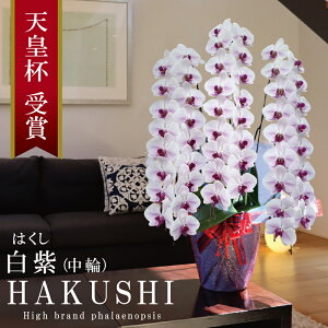 oוs 񖢒 Y Ӓ Ԏ  3{ 60ց` 40,000~y(͂)zɎ̃XgCv x炫 v[g j  ̓Mtg 蕨  a  J