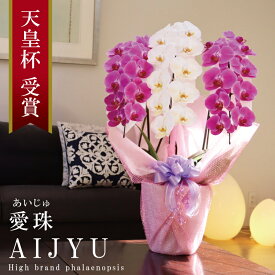 希少 純国産 胡蝶蘭 花持ち長い 大輪 3本立ち 30輪〜 22,000円【愛珠(あいじゅ)】 紅白MIX 画像配信 蕾 産地温室直送 お祝い プレゼント 花 ギフト 贈り物 母の日ギフト お供え お誕生日 開店祝い 開業祝い 移転祝い 就任祝い 昇進祝い 当選祝い 記念日 当日発送 日本橋 銀座