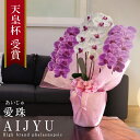 希少 純国産 胡蝶蘭 花持ち長い 大輪 3本立ち 30輪〜 22,000円【愛珠(あいじゅ)】 紅白MIX 画像配信 蕾 産地温室直送 お祝い プレゼント 花 ギフト 贈り物 母の日ギフト お供え お誕生日 開店祝い 開業祝い 移転祝い 就任祝い 昇進祝い 当選祝い 記念日 当日発送 日本橋 銀座