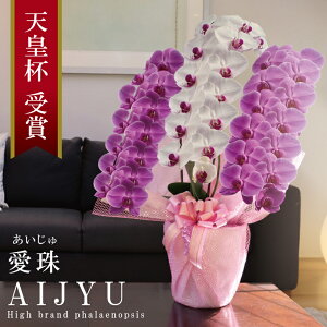  Y Ӓ Ԏ  3{ 42ց` 27,000~y()z gMIX 摜zM Q Yn j v[g  Mtg 蕨 ̓Mtg  a JXj