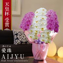 希少 純国産 胡蝶蘭 花持ち長い 大輪 5本立ち 47輪〜 31,000円【愛珠(あいじゅ)】 紅白MIX 画像配信 蕾 産地温室直送 お祝い プレゼント 花 ギフト 贈り物 母の日ギフト お供え お誕生日 開店祝い 開業祝い 移転祝い 就任祝い 昇進祝い 当選祝い 記念日 当日発送 日本橋 銀座