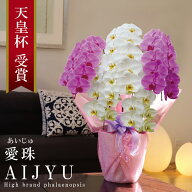 胡蝶蘭 大輪 5本立ち 47輪〜 希少 純国産 花持ち長い 紅白MIX 愛珠 あいじゅ 黄色リップ 開店祝い 移転祝…