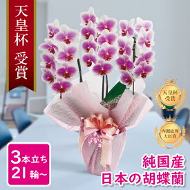 楽天市場 ピンク 胡蝶蘭の通販 楽天市場 ピンク 胡蝶蘭の通販