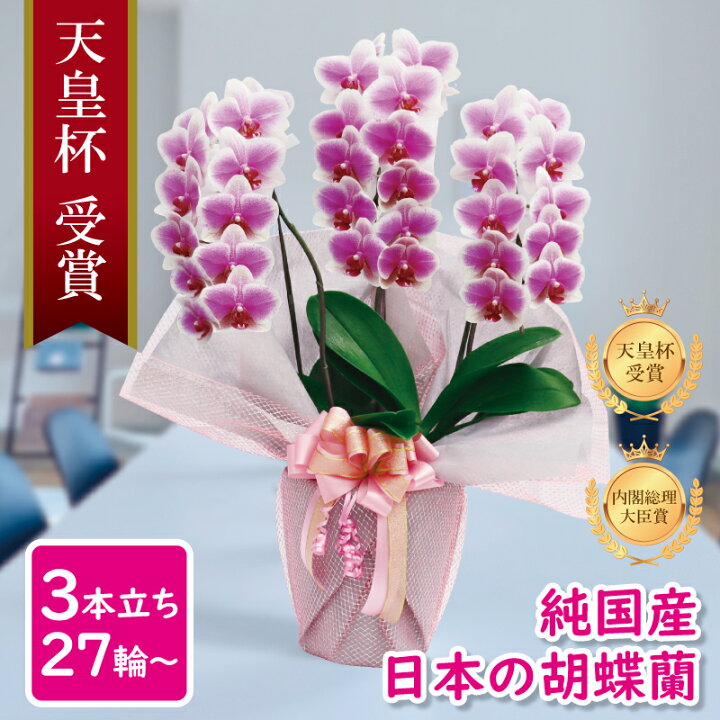 楽天市場 早割 ヴィーナス 祝い花 胡蝶蘭 生花 鉢 洋蘭 洋ラン 純国産 白ピンク 産地直送 中輪3本立ち 27輪 花持ち長い お祝い プレゼント 花 ギフト 贈り物 お供え お誕生日 開店祝い 開業祝い 移転祝い キヌナーセリー メッセージ動画贈る Msd Shop楽天市場店