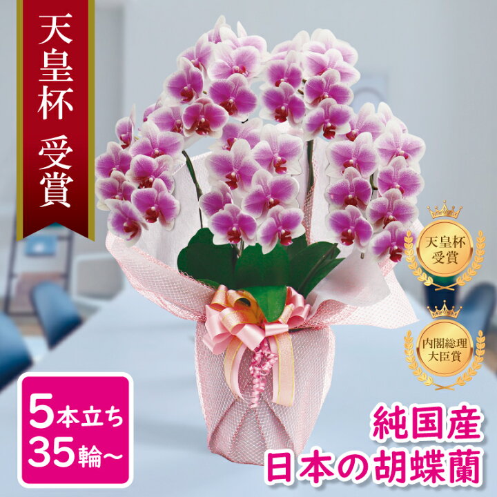 楽天市場 早割 ヴィーナス 祝い花 胡蝶蘭 生花 鉢 洋蘭 洋ラン 純国産 白ピンク 産地直送 中輪5本立ち 35輪 花持ち長い お祝い プレゼント 花 ギフト 贈り物 お誕生日 開店祝い 開業祝い 母の日 昇進祝い 立札無料 メッセージ動画贈る お供え 送料無料 Msd