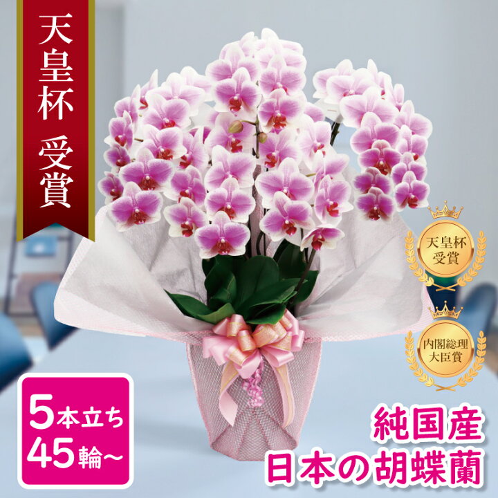 楽天市場 胡蝶蘭 花持ち長い 中輪 5本立ち 45輪 白ピンク グラデーション ヴィーナス 画像配信あり ブランド胡蝶蘭 お祝い プレゼント 花 ギフト 贈り物 お誕生日 長寿祝い 開店祝い 開業祝い 移転祝い 就任祝い 昇進祝い 当選祝い 当日発送 王立園芸協会登録商品