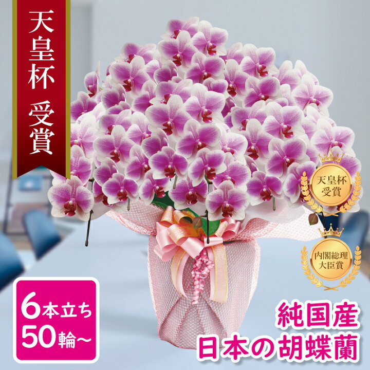 楽天市場 早割 ヴィーナス 祝い花 胡蝶蘭 生花 鉢 洋蘭 洋ラン 純国産 白ピンク 産地直送 中輪6本立ち 50輪 花持ち長い お祝い プレゼント 花 ギフト 贈り物 お誕生日 開店祝い 開業祝い 母の日 昇進祝い 立札無料 メッセージ動画贈る お供え 送料無料 Msd