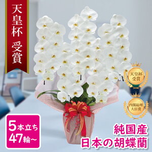 昇進祝い 胡蝶蘭の人気商品 通販 価格比較 価格 Com