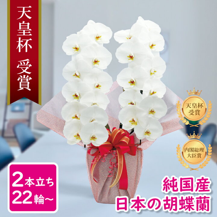 楽天市場 胡蝶蘭 純国産 白 産地直送 大輪2本立ち 22輪 花持ち長い お祝い プレゼント 花 ギフト 贈り物 お誕生日 開店祝い 開業祝い 母の日 昇進祝い 立札無料 メッセージ動画贈る お供え 送料無料 Msd Shop楽天市場店