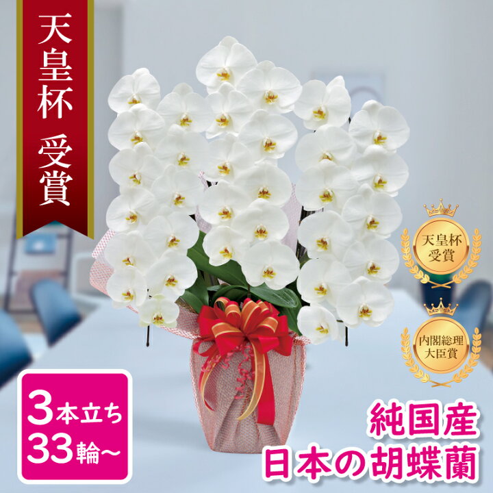 楽天市場 胡蝶蘭 純国産 白 淡いピンク ピンク 白赤 4色 産地直送 大輪 3本立ち 33輪 花持ち長い お祝い プレゼント 花 ギフト 贈り物 お誕生日 開店祝い 開業祝い 母の日 昇進祝い 立札無料 メッセージ動画贈る お供え 送料無料 Msd Shop楽天市場店