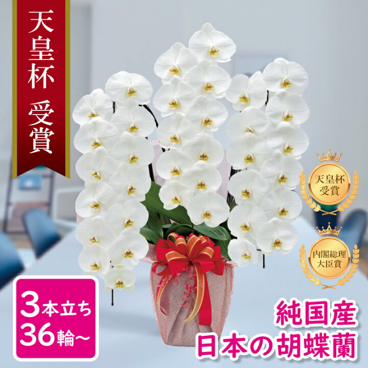 楽天市場 胡蝶蘭 純国産 白 淡いピンク ピンク 白赤 4色 産地直送 大輪 3本立ち 36輪 花持ち長い お祝い プレゼント 花 ギフト 贈り物 お誕生日 開店祝い 開業祝い 母の日 昇進祝い 立札無料 敬老の日 お供え 送料無料 Msd Shop楽天市場店 楽天市場 胡蝶蘭 純国産 白 淡いピンク ピンク 白赤 4色 産地直送 大輪 3本立ち 36輪 花持ち長い お祝い プレゼント 花 ギフト 贈り物 お誕生日 開店祝い 開業祝い 母の日 昇進祝い 立札無料 敬老の日 お供え 送料無料 Msd Shop楽天市場店