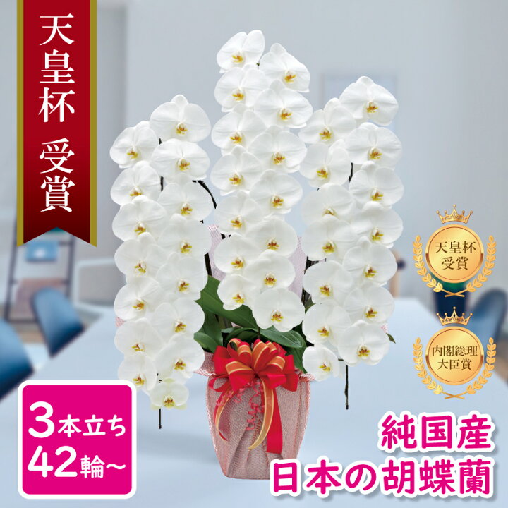 胡蝶蘭 当日配送 5本立 5本立ち 75輪前後 あす楽 おすすめ お供え お歳暮 お祝い ギフト フラワー プレゼント 上場 入学 卒業 受賞 受賞祝い 叙勲 合格 増床 大輪 安い 安心 就任 当選 昇進 栄転 母の日 産地直送 白 移転