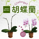 純国産 胡蝶蘭 【ご自身で咲かせよう！】中輪 2本立ち 白ピンクグラデーション 花持ち長い ヴィーナス ブランド胡蝶蘭 チャレンジ胡蝶蘭 祝い花 生花 鉢 洋蘭 洋ラン 白ピンク 産地直送 ラン 蘭 お祝い プレゼント 花 ギフト 贈り物 お誕生日 ご自宅用 王立園芸協会登録商品