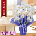 【お盆期間発送可能】胡蝶蘭 お供え用 白 大輪 3本立ち 24輪以上 純国産 白胡蝶蘭 仏花 供花 法要 四十九日 一周忌 三回忌 七回忌 命日 お盆 お彼岸 枕花 ご霊前 ご仏前 仏壇 花 葬儀 告別式 弔事 長持ち ラッピング無料 当日配送 胡蝶蘭専門店 白系 淡色 清楚 上品