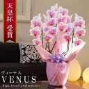 純国産 胡蝶蘭 花持ち長い 中輪 3本立ち 21輪〜 【Venus(ヴィーナス）】白ピンク グラデーション 二度咲き プレゼント お祝い 花 母の日ギフト 贈り物 お供え お誕生日 長寿祝い 開店祝い 開業祝い 移転祝い 就任祝い 昇進祝い 当選祝い ラン コチョウラン 記念日 当日発送
