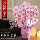 純国産 胡蝶蘭 花持ち長い 中輪 3本立ち 27輪〜【Venus(ヴィーナス）】白ピンク グラデーション 二度咲き プレゼント お祝い 花 母の日ギフト 贈り物 お供え お誕生日 長寿祝い 開店祝い 開業祝い 移転祝い 就任祝い 昇進祝い 当選祝い 日本育ち