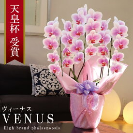 純国産 胡蝶蘭 花持ち長い 中輪 3本立ち 27輪～ 【Venus【ヴィーナス）】白ピンク グラデーション ブランド胡蝶蘭 お祝い プレゼント 花 ギフト 贈り物 母の日 お誕生日 長寿祝い 開店祝い 開業祝い 移転祝い 就任祝い 昇進祝い 当選祝い 当日発送 王立園芸協会登録商品