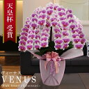 純国産 胡蝶蘭 花持ち長い 中輪 7本立ち 60輪〜 40,000円【Venus(ヴィーナス）】白ピンク グラデーション 二度咲き プレゼント お祝い 花 母の日ギフト 贈り物 お供え 誕生日 長寿 開店 開業 移転 就任 昇進 当選 洋蘭 ラン コチョウラン 記念日 当日発送 銀座 日本橋