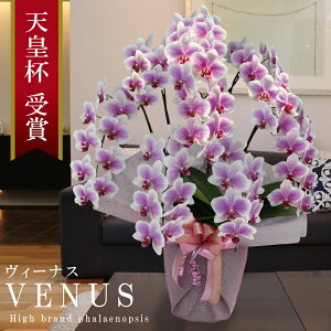 Y Ӓ Ԏ  8{ 65ց` 44,000~yVenus(B[iXjzsN Of[V x炫 v[g j  ̓Mtg 蕨  a  JX J ړ]