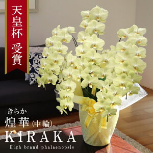 ݌ɂӒ F  Y Ԏ 5{ 50ց` 35,000~y(炩)z Q 摜zM Yn j ̓Mtg {炿 Nǂ ɐ j JXj