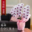純国産 胡蝶蘭 中輪 3本立ち 27輪〜 【陽華（ようか）白 紫ストライプ】 蕾 画像配信 産地温室直送 お祝い プレゼント 花 ギフト 特別 日本育ち 贈り物 母の日 お供え お誕生日 開店祝い 開業祝い 移転祝い 就任祝い 昇進祝い 当選祝い 記念日 当日発送 日本橋 銀座