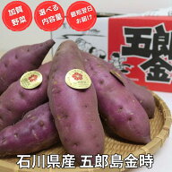 五郎島金時 秀品 Mサイズ さつまいも 加賀野菜 ほくほく 焼芋 石川県産 ギフト 贈答用にも 選べるサイズ