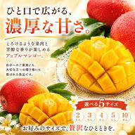 完熟 甘い マンゴー 選べる個数 台湾もしくはメキシコ産 極甘 アップルマンゴー ギフト 贈答品にも