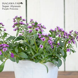 スーパーアリッサム パープルプリンセス 苗 10.5cmポット 3.5号鉢 寄せ植え グランドカバー Super Alyssum Purple Princess