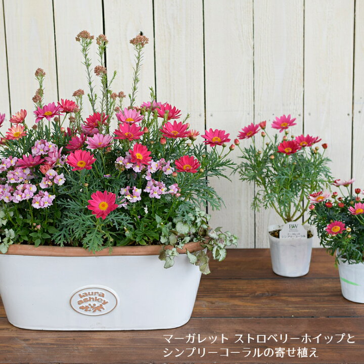 楽天市場 22新入荷 マーガレット ストロベリーホイップ 苗 10 5cmポット 3 5号鉢 寄せ植え ハンギング Marguerite Daisy Strawberry Whip Mson Kobe