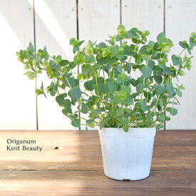 オレガノ ケントビューティー 苗 10.5cmポット 3.5号鉢 寄せ植え ハンギング Origanum Kent Beauty