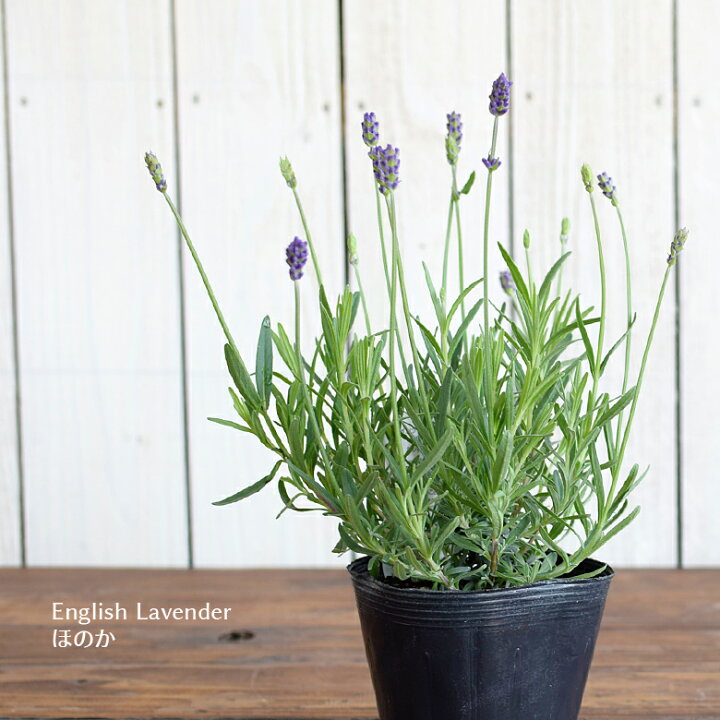 楽天市場 イングリッシュラベンダー ほのか 苗 10 5cmポット 3 5号鉢 Lavandula Angustifolia ラベンダー 四季咲き English Lavender プレゼント Mson Kobe
