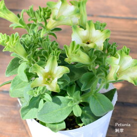 楽天市場 ペチュニア 鉢の通販