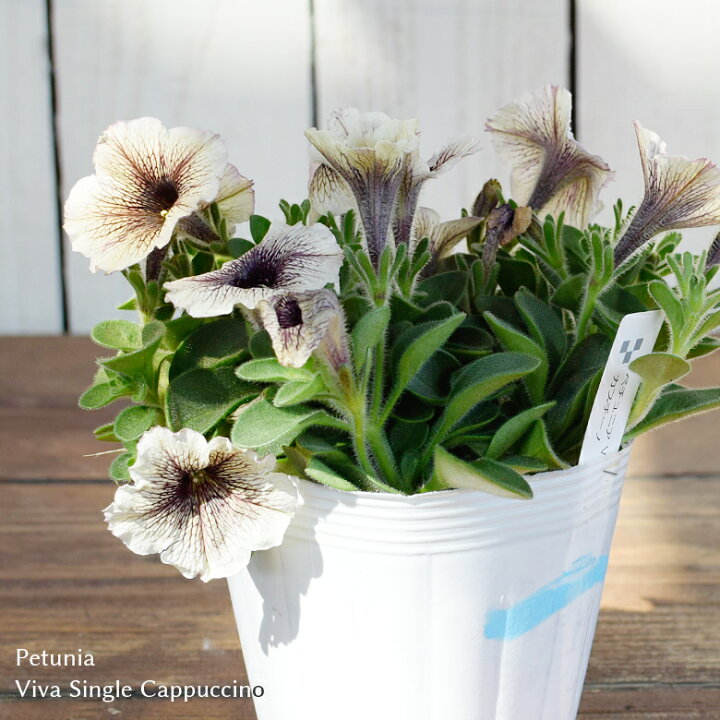 楽天市場 22新入荷 ペチュニア ビバシリーズ シングル カプチーノ 苗 10 5cmポット 八重咲き 3 5号鉢 Petunia Viva Single Cappuccino フジフローラ Mson Kobe 楽天市場 22新入荷 ペチュニア ビバシリーズ シングル カプチーノ 苗 10 5cmポット 八重咲き 3 5号鉢 Petunia Viva Single Cappuccino フジフローラ Mson Kobe
