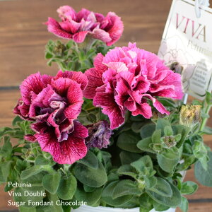 生花 ペチュニア 生花の人気商品 通販 価格比較 価格 Com 生花 ペチュニア 生花の人気商品 通販 価格比較 価格 Com