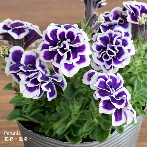 苗 ペチュニア 八重の人気商品 通販 価格比較 価格 Com