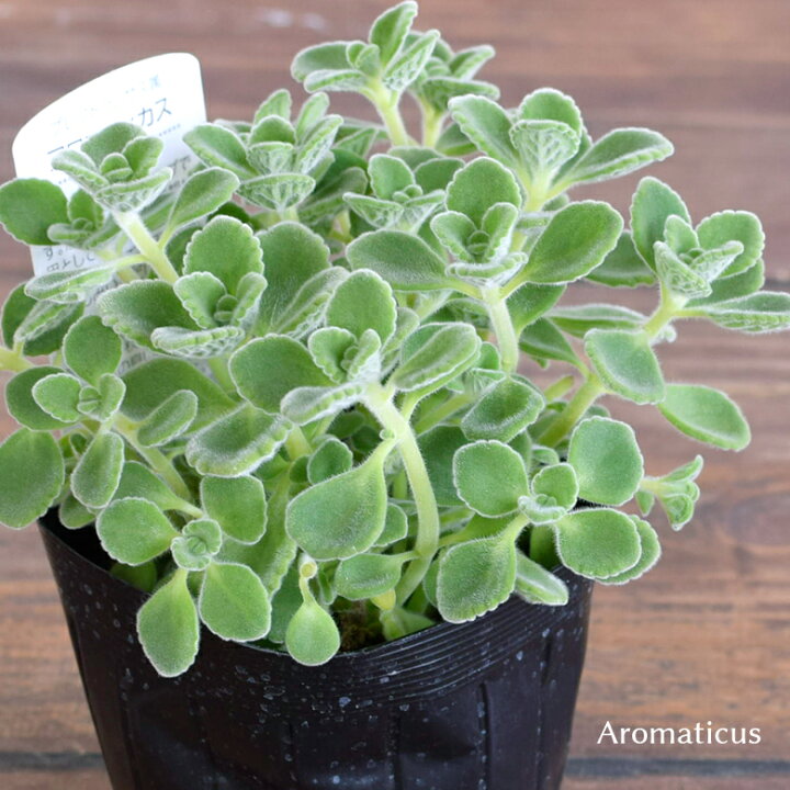 楽天市場 アロマティカス 苗 9cmポット 3号鉢 Aromaticus 植物 ハーブ 虫よけ 多肉植物 Mson Kobe