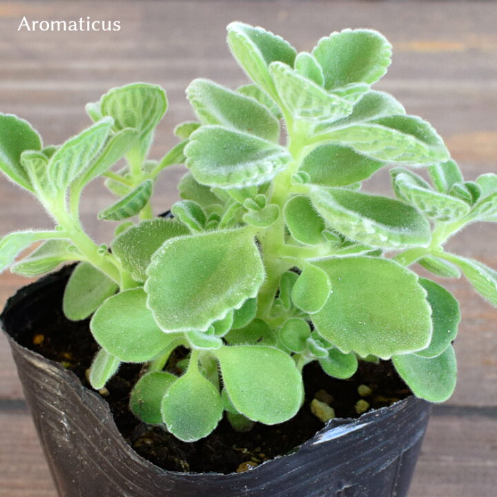 楽天市場 アロマティカス 苗 9cmポット 3号鉢 Aromaticus 植物 ハーブ 虫よけ 多肉植物 Mson Kobe