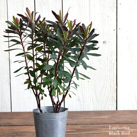 楽天市場 宿根草 ユーフォルビアの通販