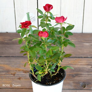 バラ 寄せ植え 鉢 Diy 工具の人気商品 通販 価格比較 価格 Com バラ 寄せ植え 鉢 Diy 工具の人気商品 通販 価格比較 価格 Com