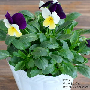 rI yj[VN zCgWvAbv c 10.5cm|bg 3.5 A 񂹐A A pW[ rI c Viola