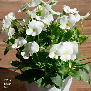 rI   c 10.5cm|bg 3.5 A 񂹐A A pW[ rI c Viola