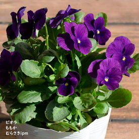 楽天市場 ビオラ ももかの通販